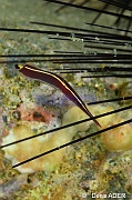Diademichthys lineatus gobie des oursins diademes-Pasar wajo Mandarin city-11m-20180602nuit-Denis-ADER-DSC_3474_tn